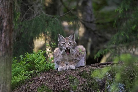 European lynx