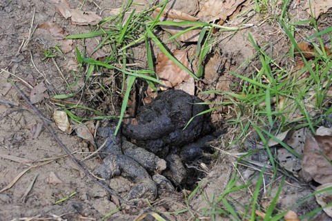 European Badger