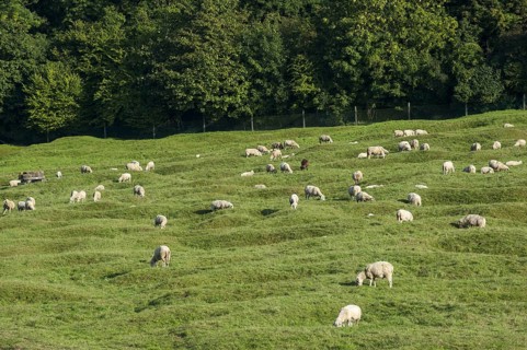 Sheep grazing in preserved battlefield showing bomb craters near the Canadian National Vimy Memorial