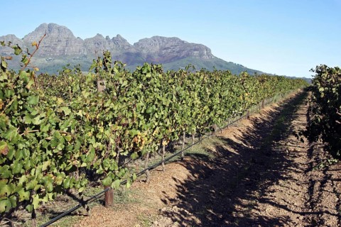 Vineyard on the outskirts of Stellenbosch