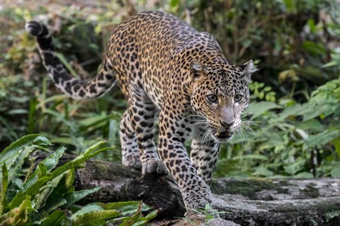 Javan leopard