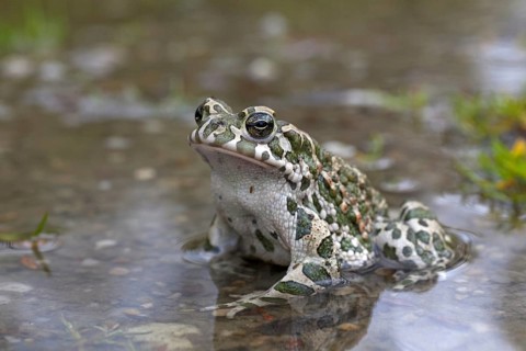 European Green Toad
