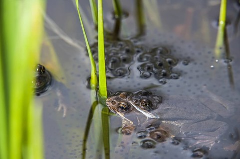 European common brown frogs