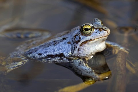 Moor Frog