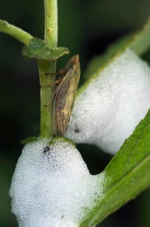 Meadow froghopper