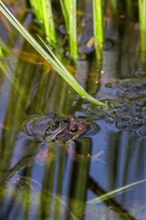 European common frog