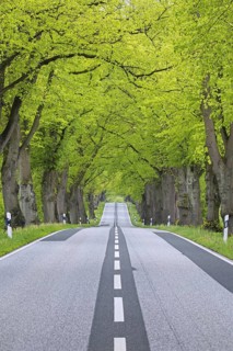 Empty road lined with silver linden