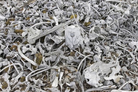 Beluga whale bones at the Bamsebu whaling station along Ingebrigtsenbukta bay shore near Kapp Toscana