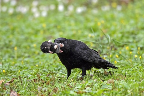 Carrion crow