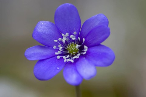 Common Hepatica