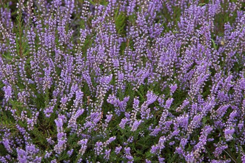 Common heather