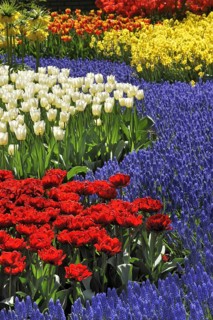 Flowerbed with colourful tulips
