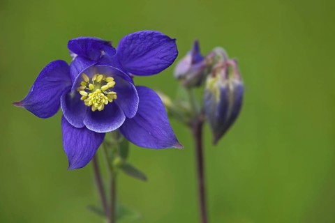 European columbine