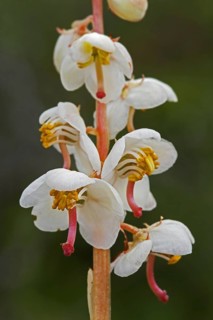Round-leaved wintergreen