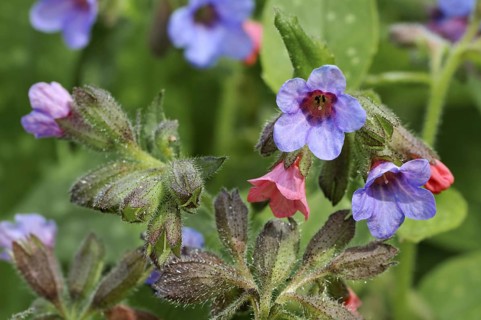 Common lungwort