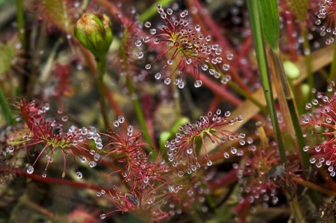 Oblong-leaved Sundew