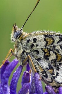 Knapweed fritillary