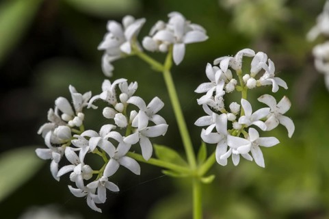 Sweet woodruff