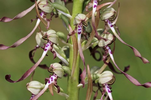 Lizard orchid