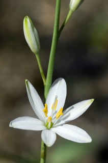 Star of Bethlehem