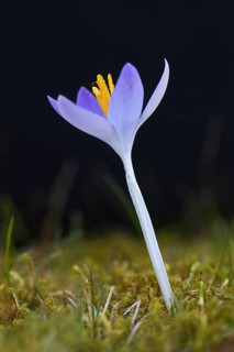 Spring crocus
