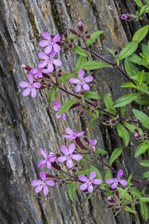 Soapwort pink