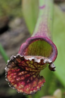 Carnivorous trumpet pitcher plant Sarracenia Stevensii in the National Botanic Garden of Belgium