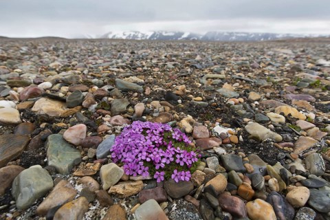 Moss campion