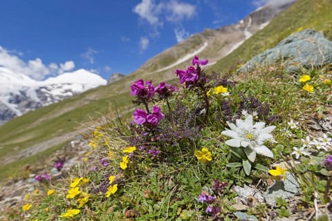 Edelweiss