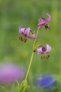 Martagon lily