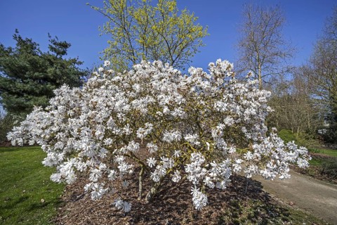 Flowering Magnolia stellata Maxim