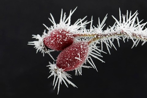 Red rose hips