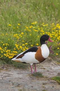 Common shelduck