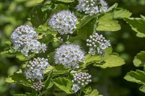 (Physocarpus) opulifolius Luteus, Physocarpus ribesifolius Aureus, ninebark Luteus, Golden