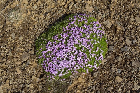 Moss campion