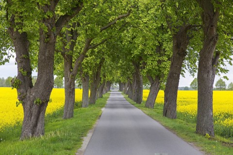 Farmland with rape