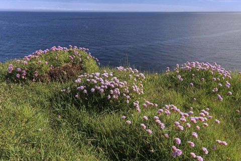 Sea thrift