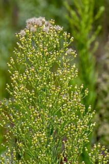 Canadian horseweed