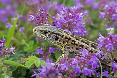 Sand lizard
