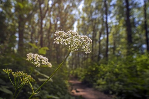 Ground elder