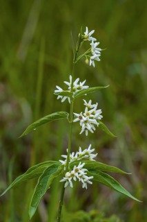 White swallow-wort