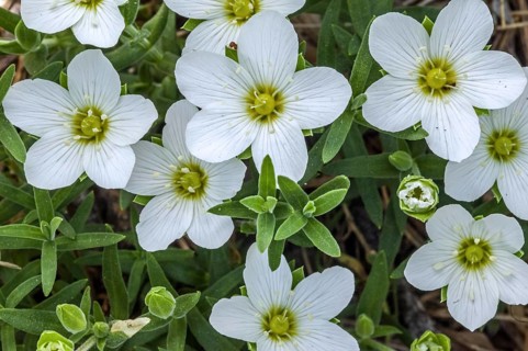 Mountain sandwort