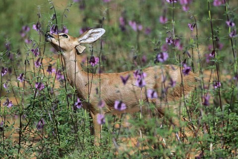 Steenbok
