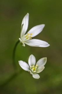 Star-of-Bethlehem