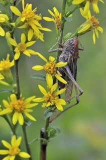 Female Grey bush cricket
