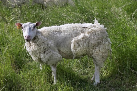 Domestic sheep