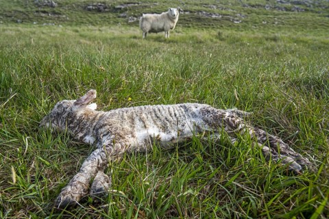 White sheep
