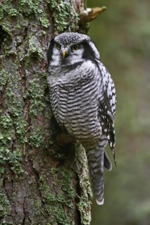 Northern hawk-owl
