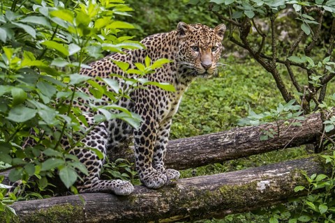 Javan leopard