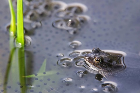 European common brown frog
